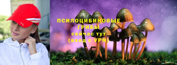 прущие грибы Вяземский