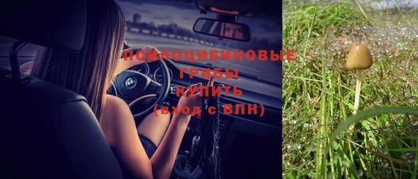 прущие грибы Вяземский